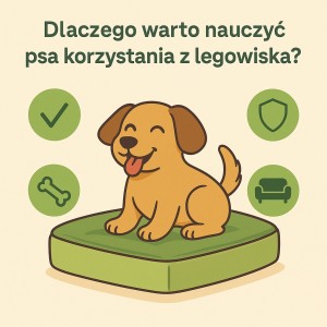 Dlaczego warto nauczyć psa korzystania z legowiska i jak to zrobić krok po kroku?