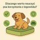 Dlaczego warto nauczyć psa korzystania z legowiska i jak to zrobić krok po kroku?